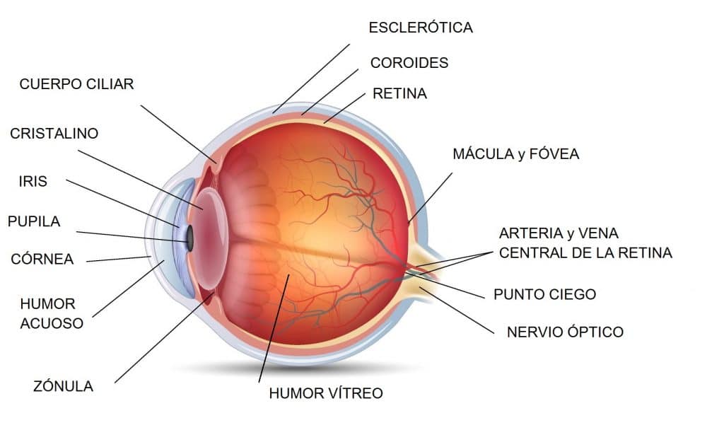 retina donde se forma membrana epirretiniana