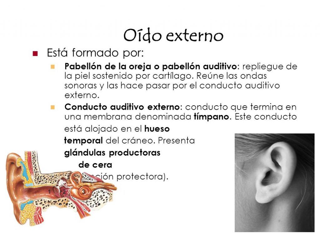 Estructura del oído externo
