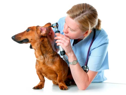 otitis en perro y su tratamiento