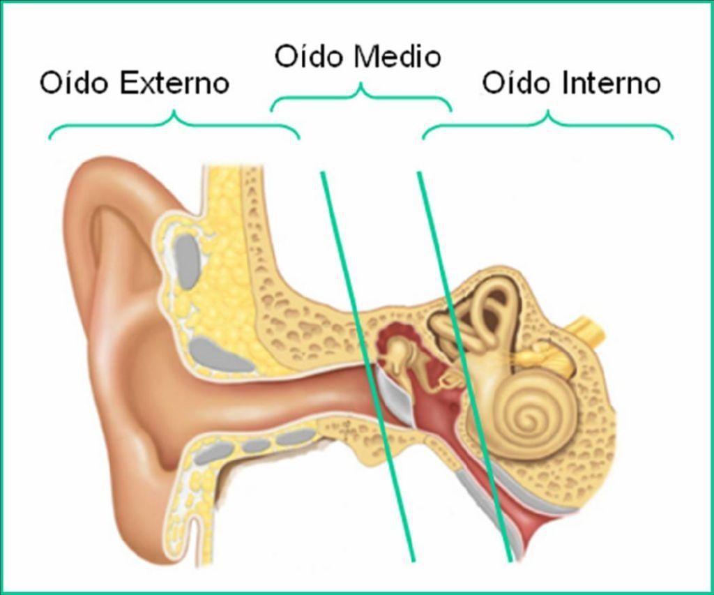 las partes del oido